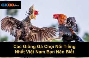 Đá Gà Mỹ Cựa Dao – Tìm Hiểu Trò Chơi Kịch Tính Hàng Đầu Hiện Nay