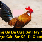 Giống Gà Đá Cựa Sắt Hay Nhất Được Các Sư Kê Ưa Chuộng